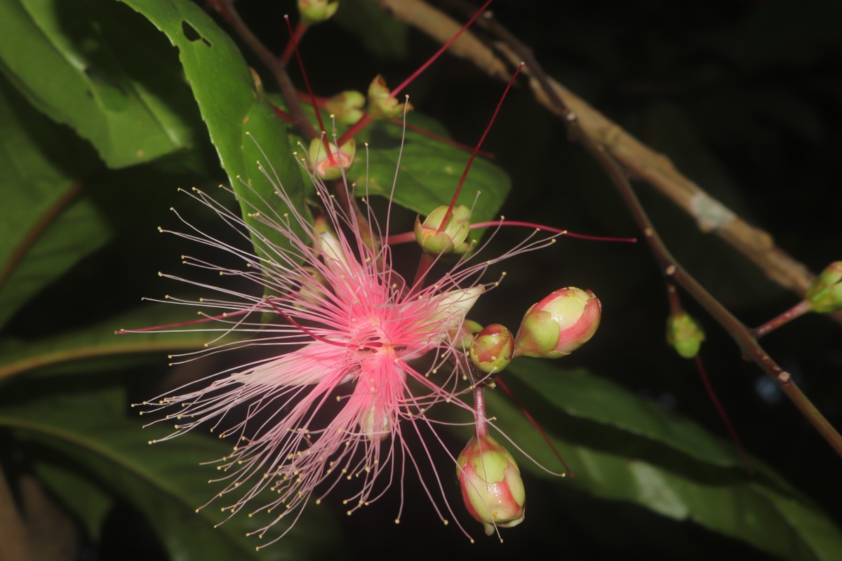 Barringtonia racemosa (L.) Spreng.